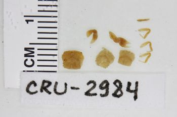 Media type: image;   Invertebrate Zoology CRU-2984 Description: Preserved specimen.;